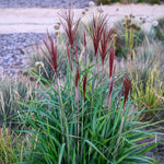 Hayloft Miscanthus Sinensis ‘piccolo Rubino’ - 9cm Pots