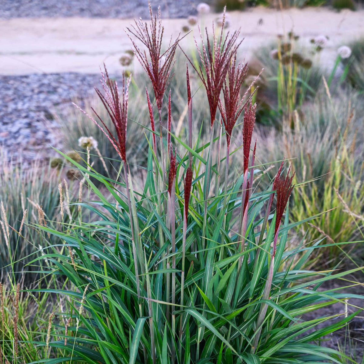 Hayloft Miscanthus Sinensis ‘piccolo Rubino’ - 9cm Pots