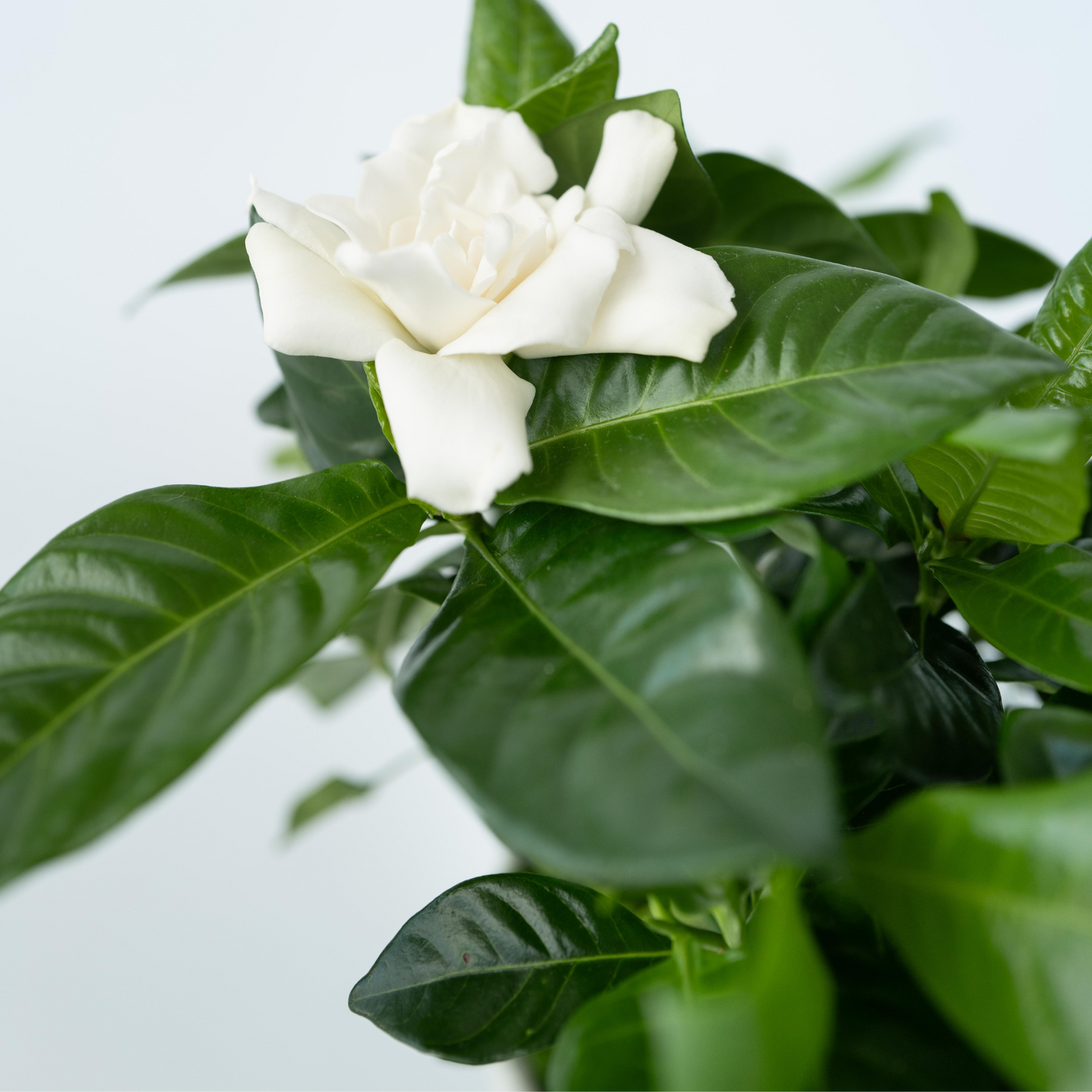 Cape Jasmine - 2 Pcs. - Gardenia Jasminoides - Height 20-30cm - ⌀13cm | Set-of-2 | White