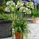 Agapanthus Hybrida 'Vallee De La Sarthe' - 9cm Pot | 1 x 9cm | White