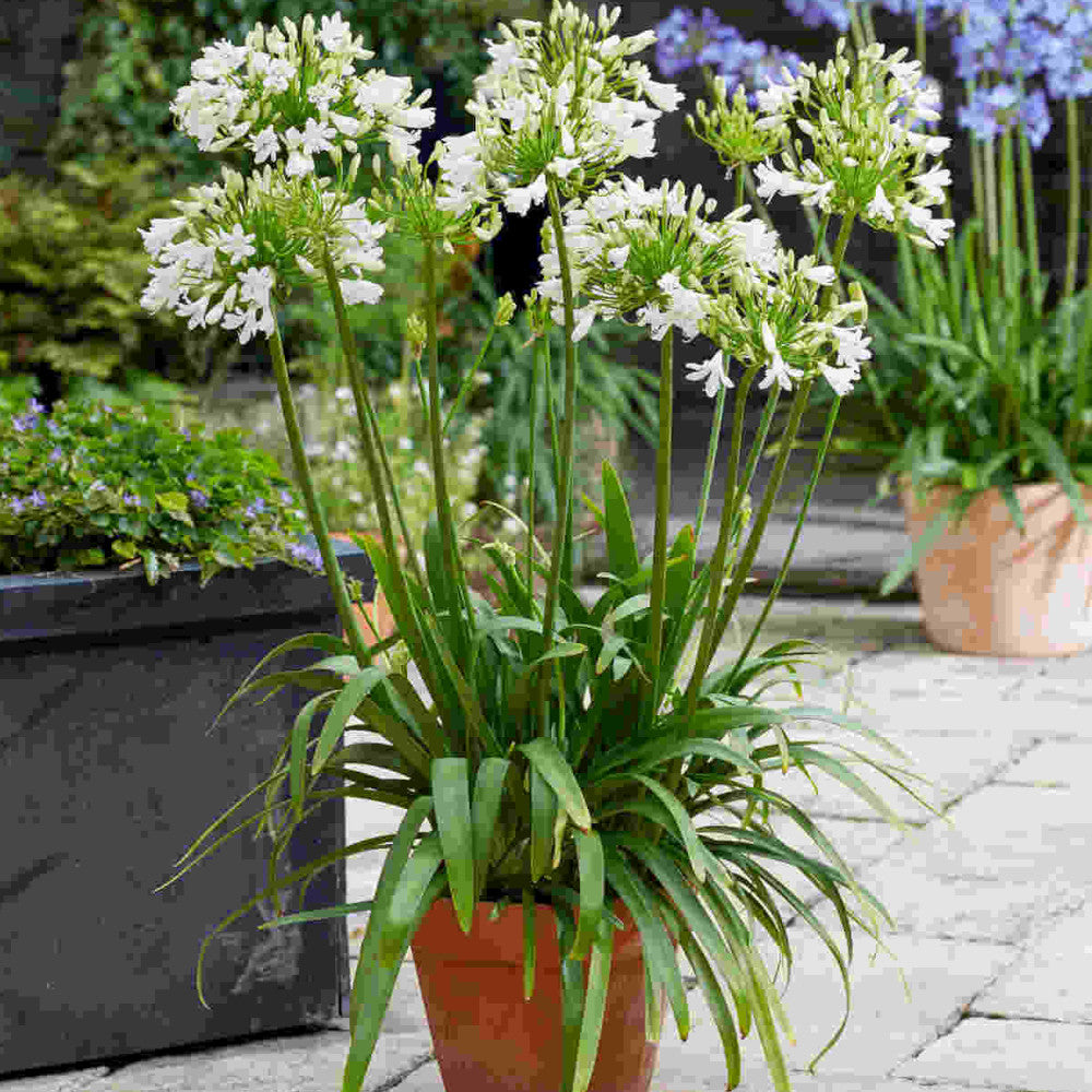 Agapanthus Hybrida 'Vallee De La Sarthe' - 9cm Pot | 1 x 9cm | White