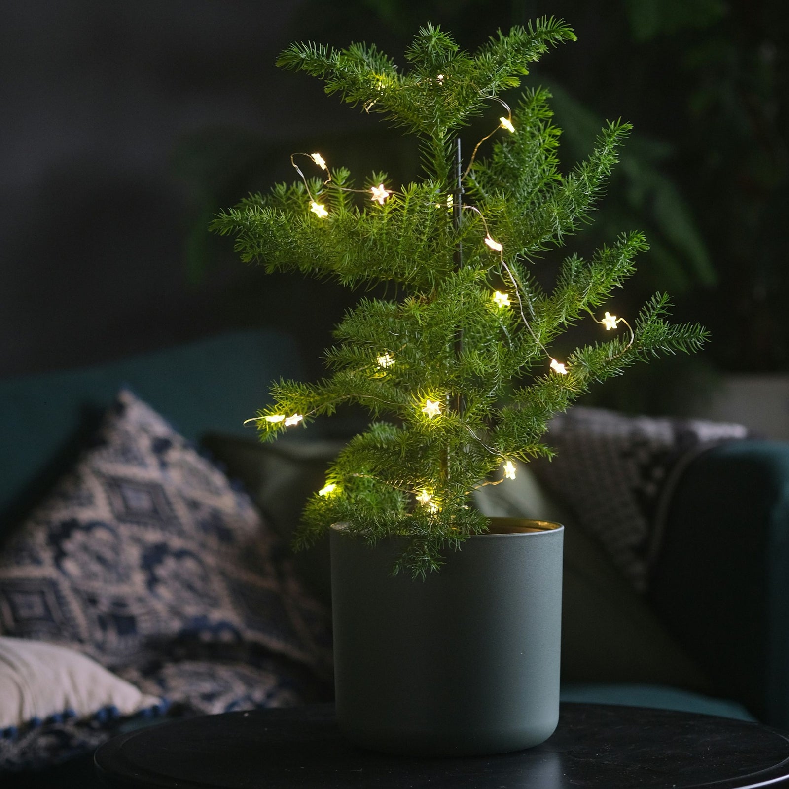 Norfolk Island Pine - Araucaria Heterophylla - Height 70-80cm - ⌀21cm | Set-of-1 | Green