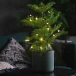 Norfolk Island Pine - Araucaria Heterophylla - Height 50-60cm - ⌀17cm | Set of 1 | Green