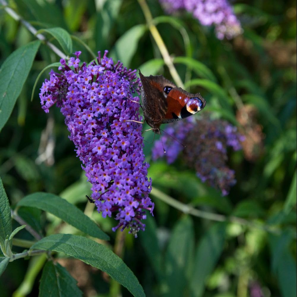 Thompson & Morgan Buddleja Davidii Adonis Blue 9cm Potted Plant X 1