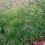 Fennel (foeniculum Vulgare) Plants | 3 x 9cm | Lime Green