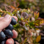 Blueberry Plant 'goldtraube' — Late-season, Self-fertile, Sweet Berries | 5l