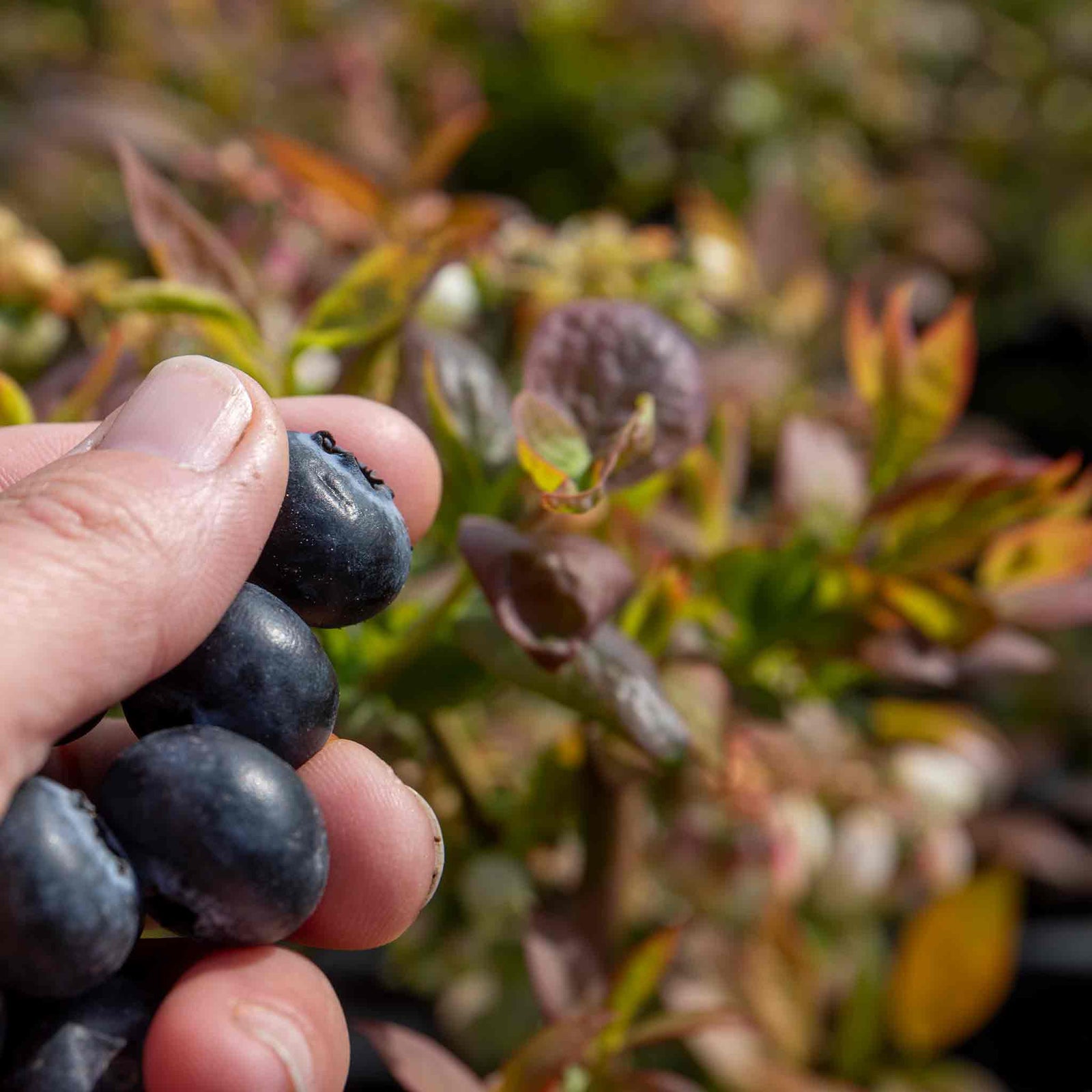 Blueberry Plant 'goldtraube' — Late-season, Self-fertile, Sweet Berries | 5l