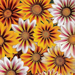 Gazania Tiger Stripes Mixed Garden Ready Plants Garden Ready Plants | 24 x Garden Ready Plants
