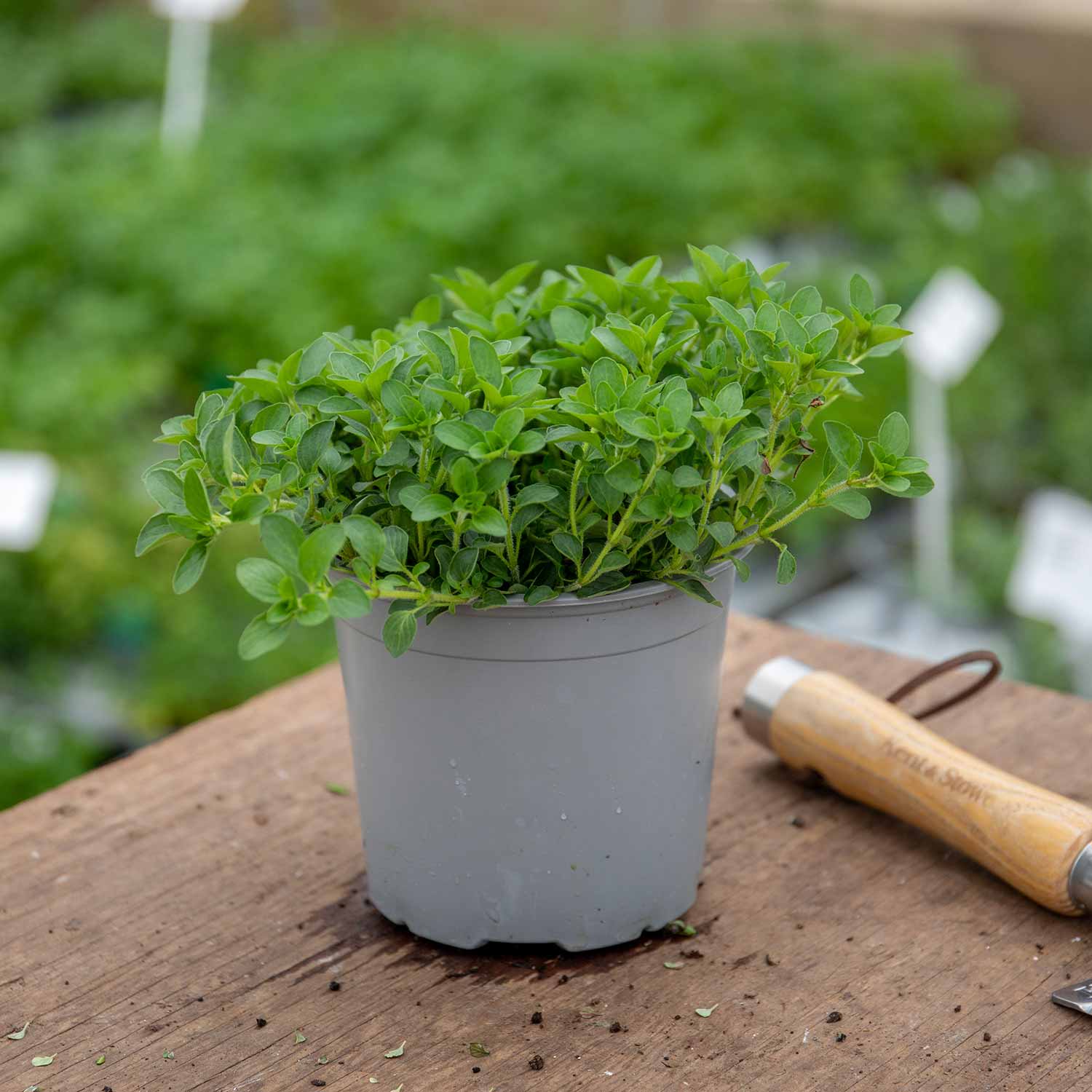 Marjoram (origanum Majorana) | 1 x 1L