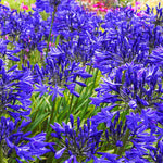 Hayloft Exclusive Agapanthus Collection - 3 Stunning African Lily Plants In 9cm Pots