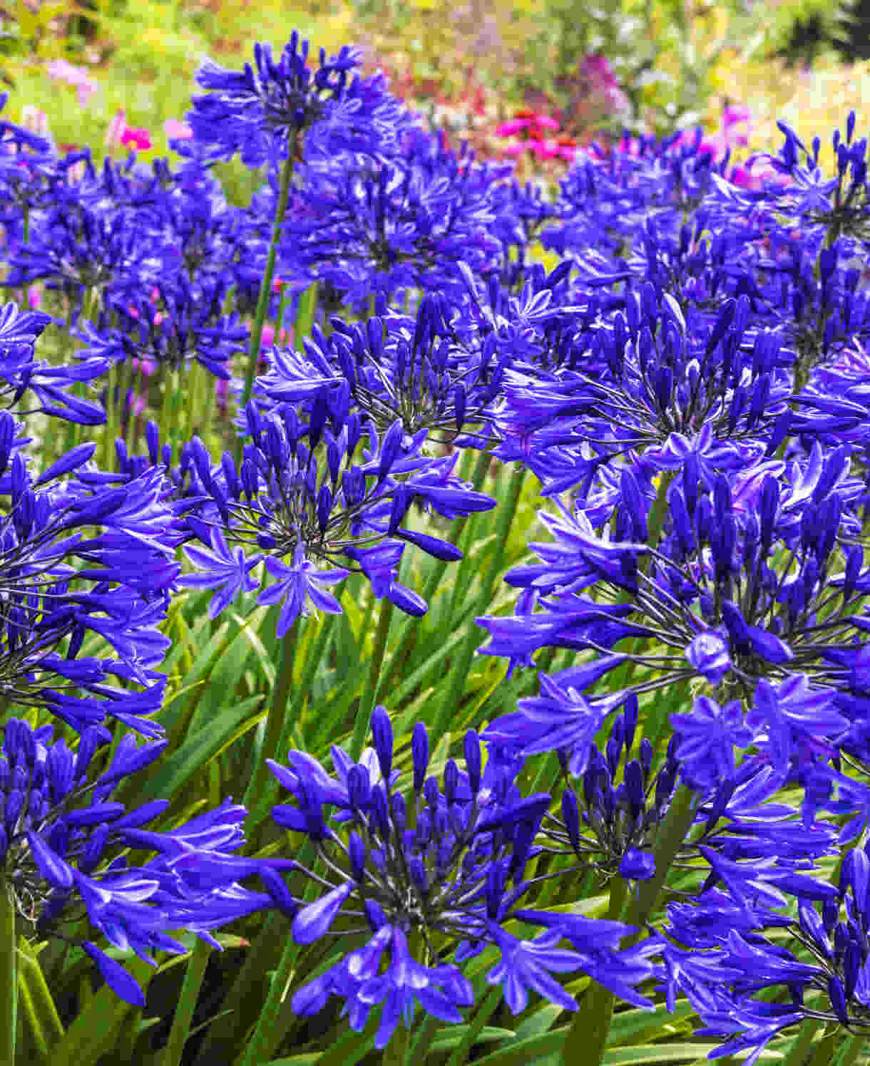 Hayloft Exclusive Agapanthus Collection - 3 Stunning African Lily Plants In 9cm Pots
