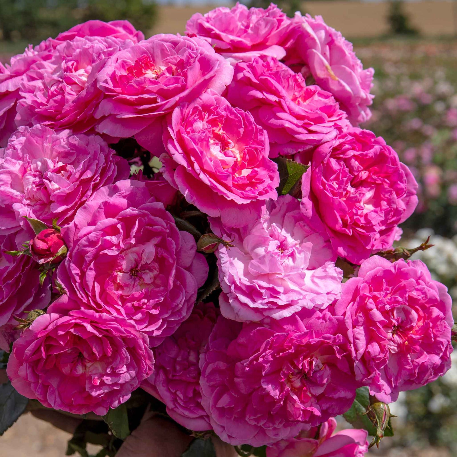 Rose 'orchid Romantica' Floribunda | 1 x Bare Root | Pink