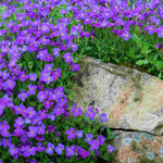 Hayloft Astonishing Aubrieta Collection -Katie Red, Purple And Blue In 9cm Pots