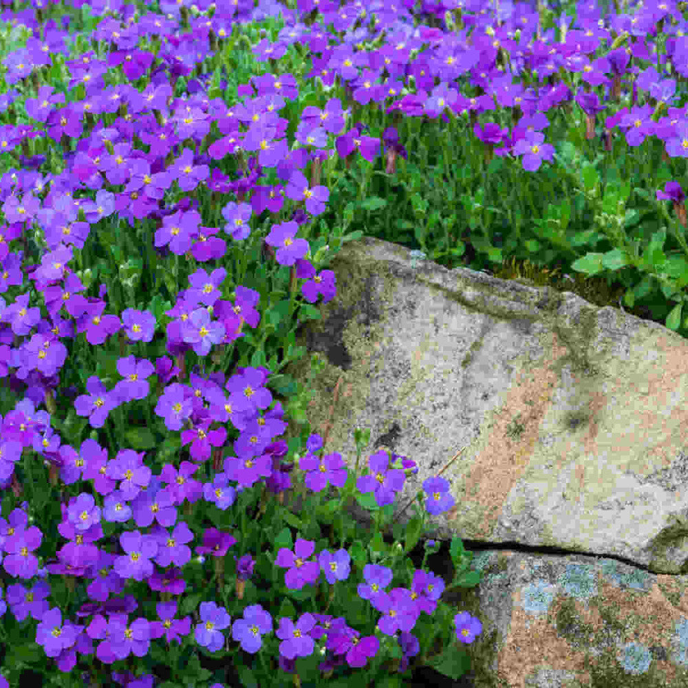 Hayloft Astonishing Aubrieta Collection -Katie Red, Purple And Blue In 9cm Pots