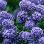 Ceanothus Puget Blue Californian Lilac Shrub Large 40-60cm In A 3 Litre Pot