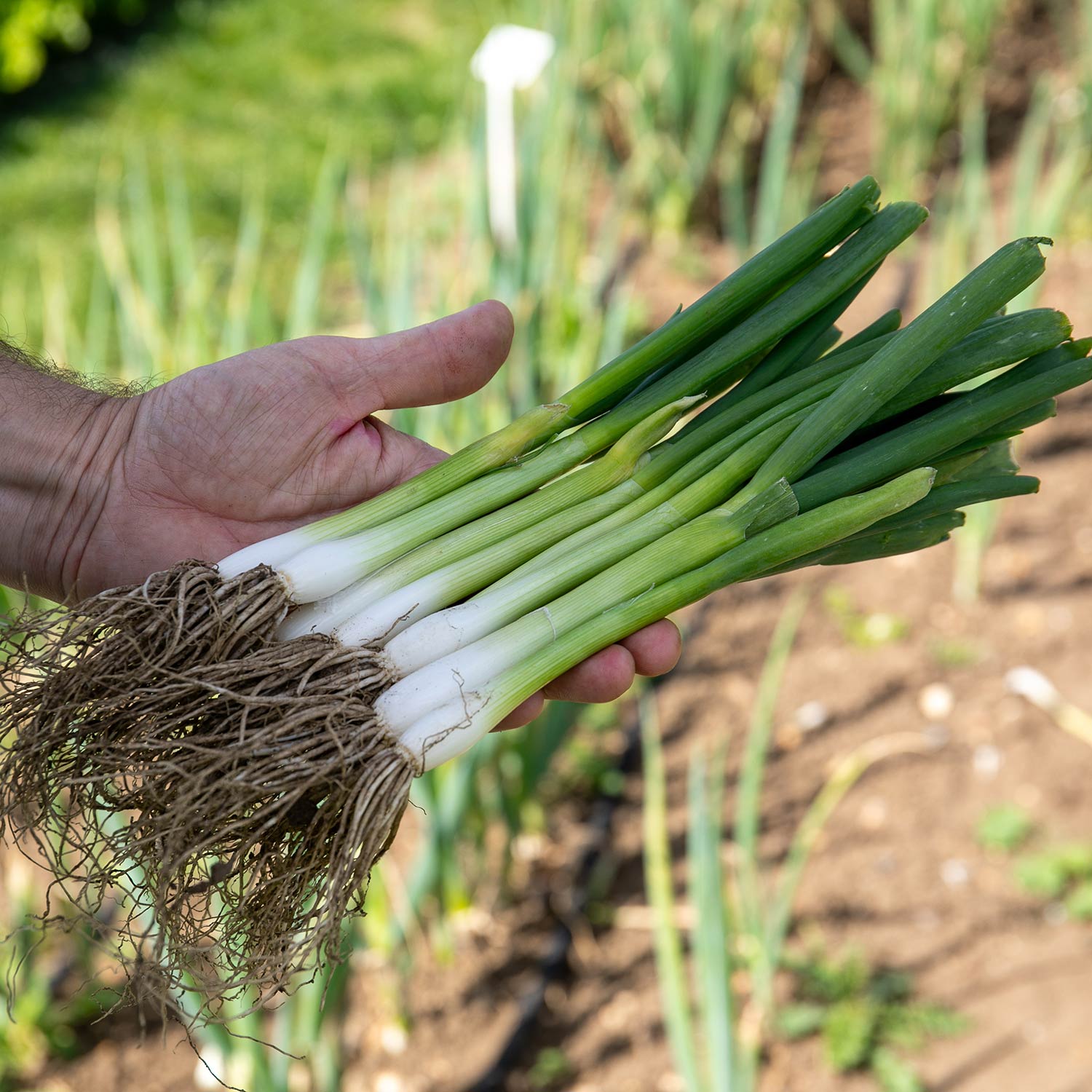 Spring Onion White Lisbon | 750 Seeds | Green & White
