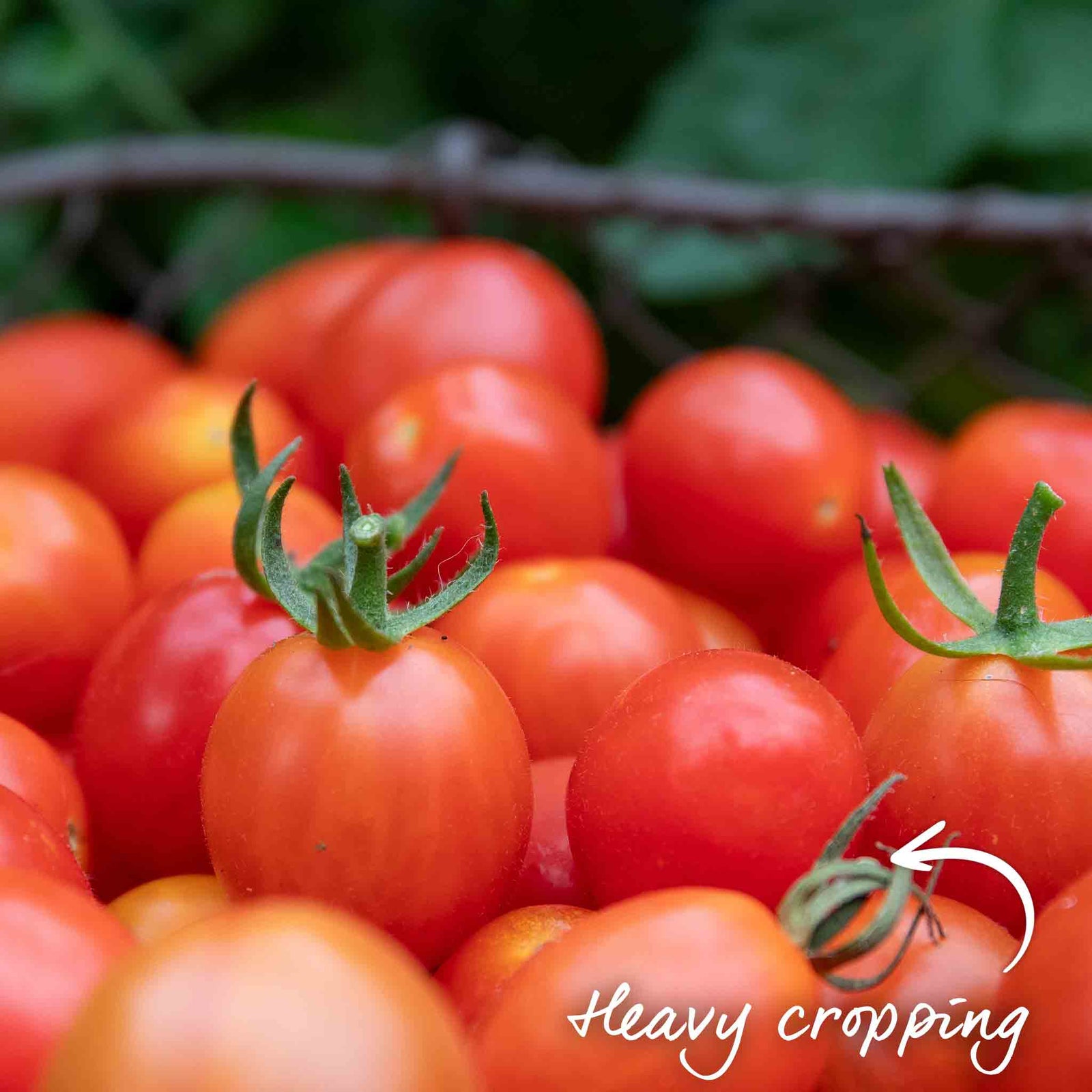 Sweet Million F1 Cherry Tomato Seeds | 15 Seeds