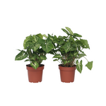 Arrowhead Plant Red Heart - 2 Pcs. - Syngonium 'pixie' - Height 25-40cm - ⌀12cm | Set of 2 | Green
