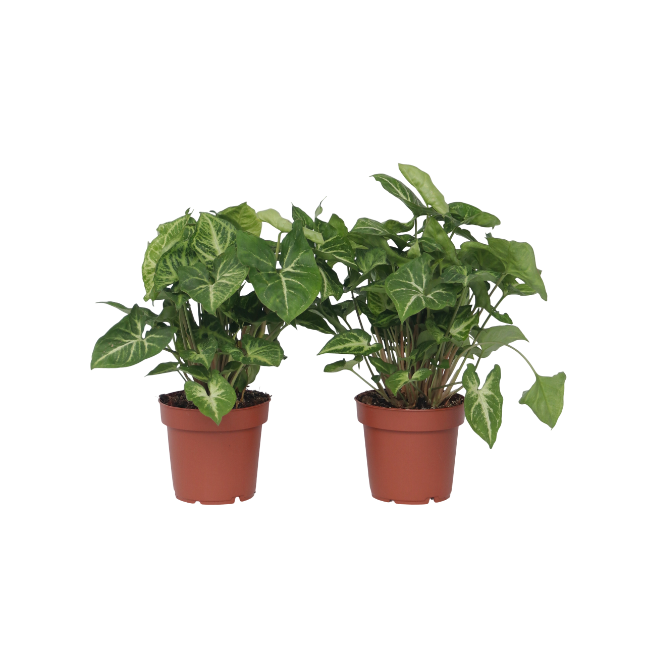 Arrowhead Plant Red Heart - 2 Pcs. - Syngonium 'pixie' - Height 25-40cm - ⌀12cm | Set of 2 | Green