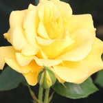 Rosa Precious Gold - Bare Root Plants | 1 x Bare Root | Yellow
