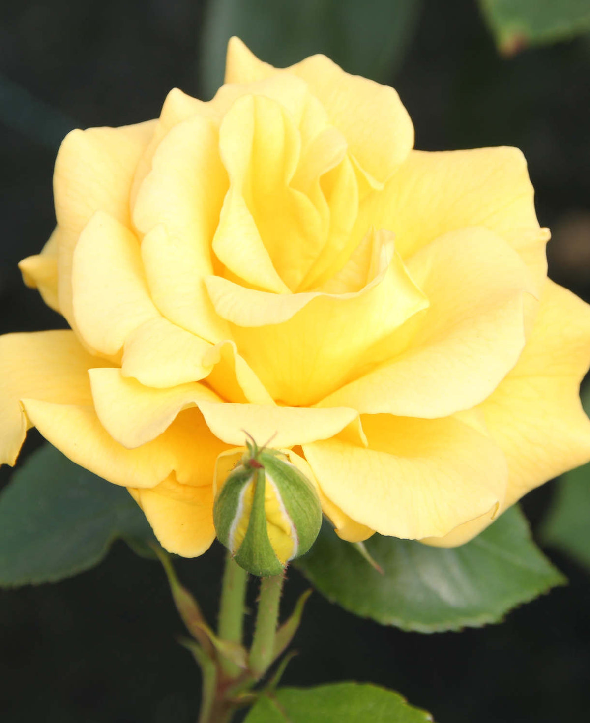 Rosa Precious Gold - Bare Root Plants | 1 x Bare Root | Yellow
