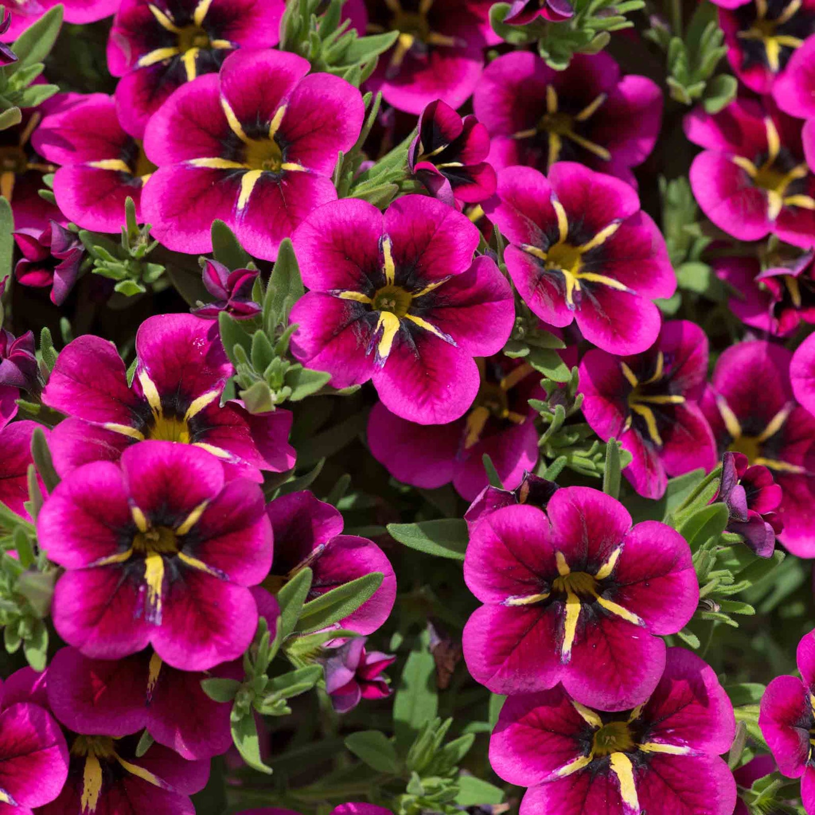 Calibrachoa 'cabaret Good Night Kiss' - Fuchsia Trailing Bedding Plant | 12 x Plug Plants | Fuchsia
