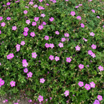 Geranium 'kelly-anne' - Pink Hardy Perennial (50cm) | 1 x 9cm