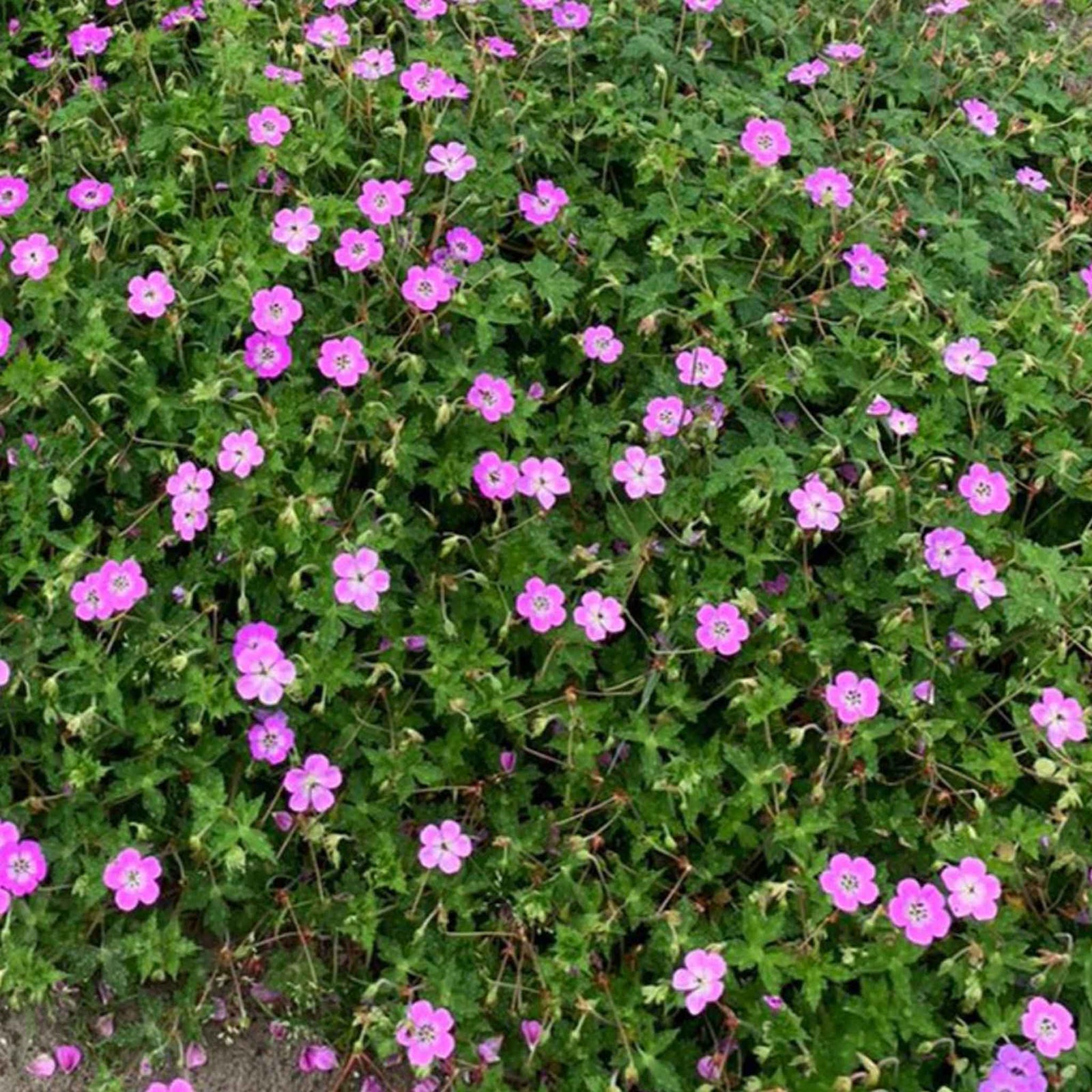 Geranium 'kelly-anne' - Pink Hardy Perennial (50cm) | 1 x 9cm