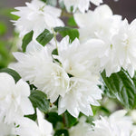 Philadelphus 'pearls Of Perfume' | 1 x 3L | White