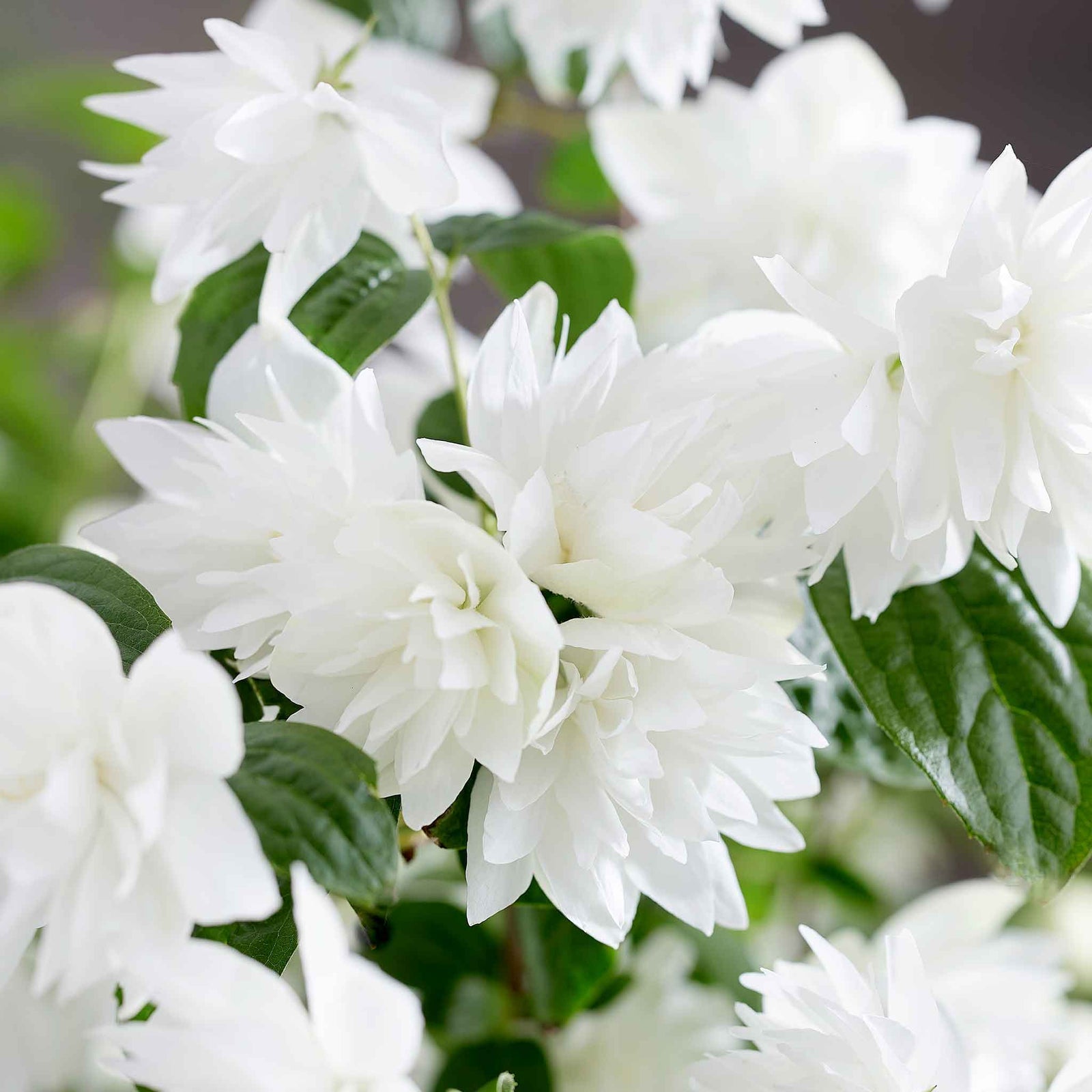 Philadelphus 'pearls Of Perfume' | 1 x 3L | White