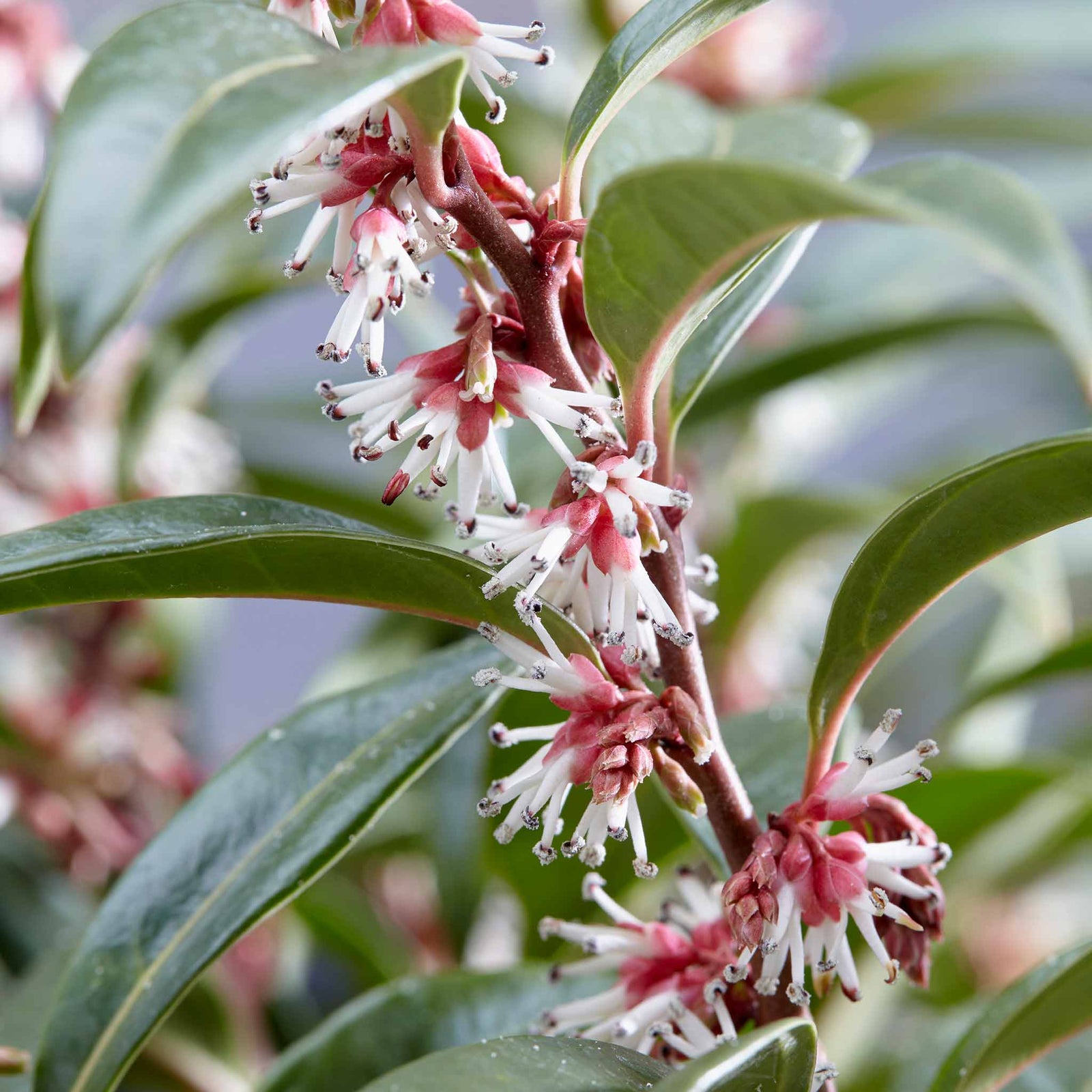 Sarcococca Hookeriana 'winter Gem' - Hardy Evergreen Fragrant Shrub | 1 x 5L | Red & White