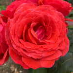 Rose 'fragrant Cloud' (hybrid Tea) Coral-red, Highly Fragrant | 1 x Bare Root | Red