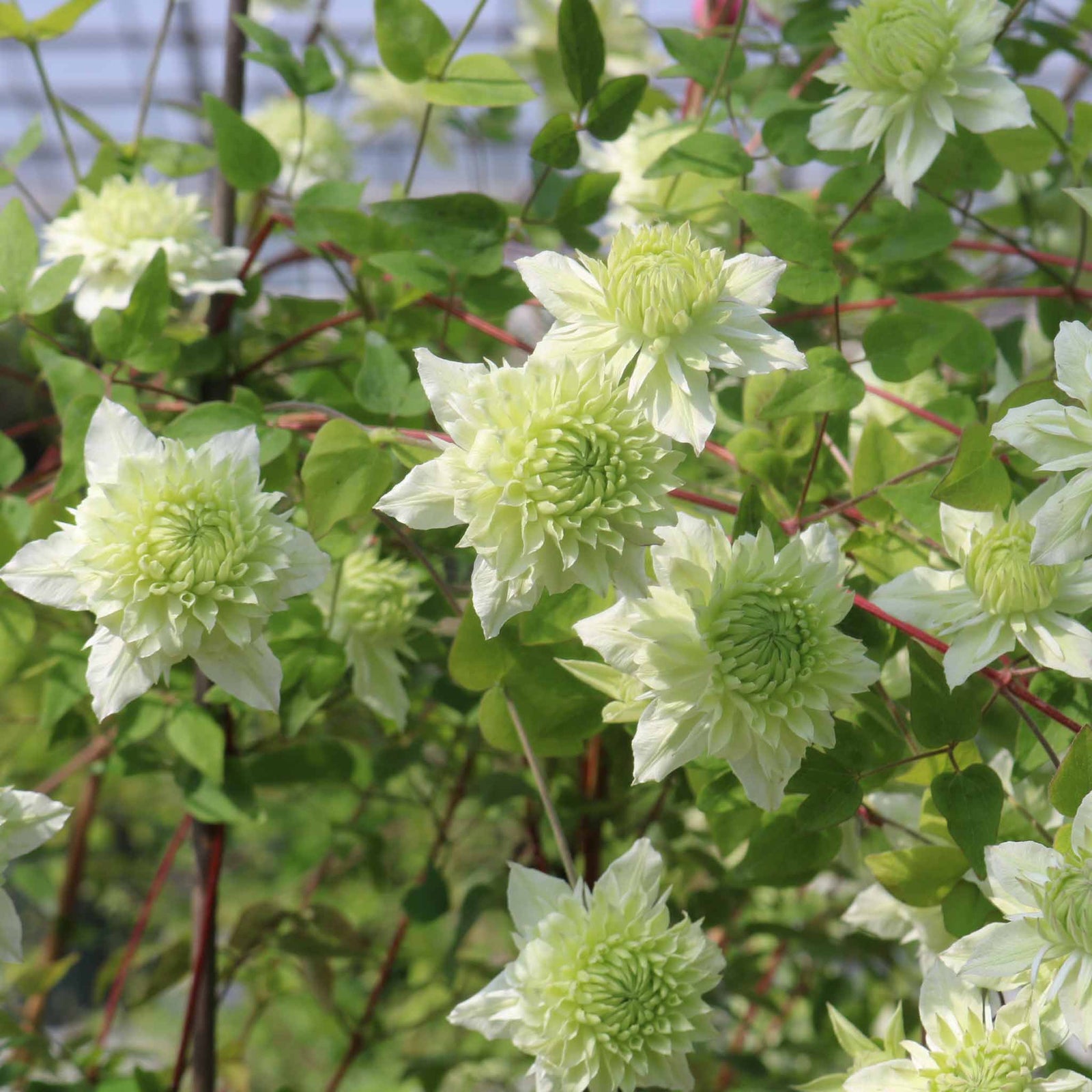 Clematis 'manju' Double White Climber Hardy Fast-growing | 1 x 9cm | Green & White