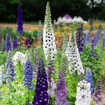 Thompson & Morgan Delphinium Magic Fountains Mix Dwarf Hardy Perennial 12 X Garden Ready Plants