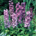 Everlasting Perennial Collection - plug plants | Set of 10 | Multi