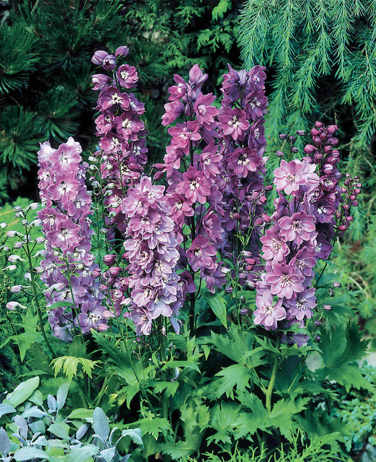 Everlasting Perennial Collection - plug plants | Set of 10 | Multi