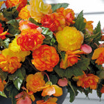Begonia Tuber 'cascade Sunray' Tubers | 5 x Bulbs | Yellow