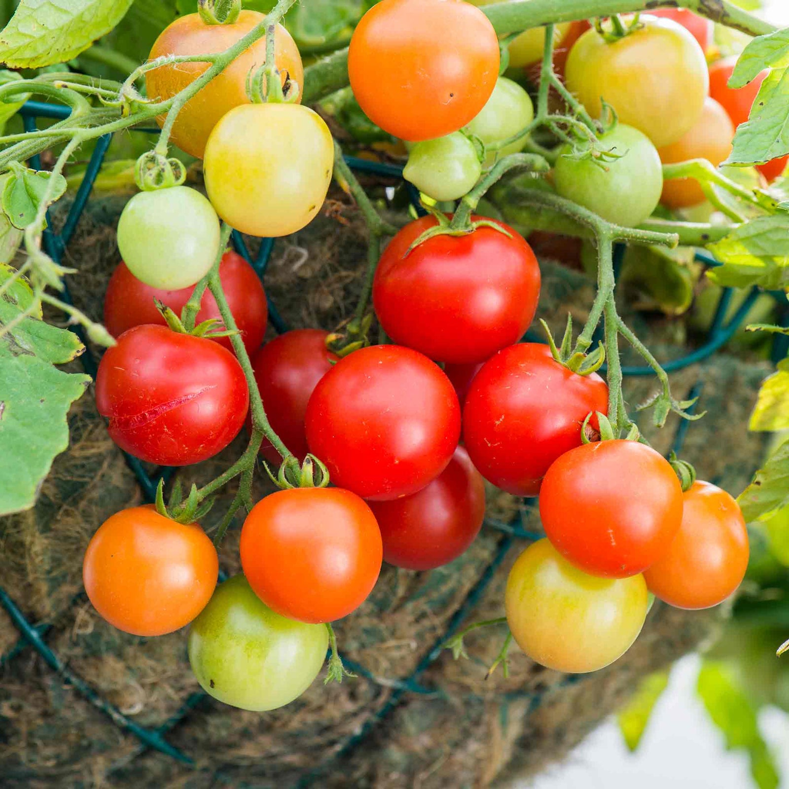 Tomato 'siderno' Seeds | 10 Seeds