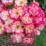 Rose 'birthday Girl' - Floribunda, Creamy Yellow With Red Edges | 1 x Bare Root