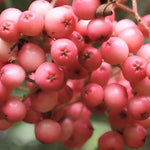 Sorbus Vilmorinii Mountain Ash Tree 6ft Tall Supplied In A 12 Litre Pot
