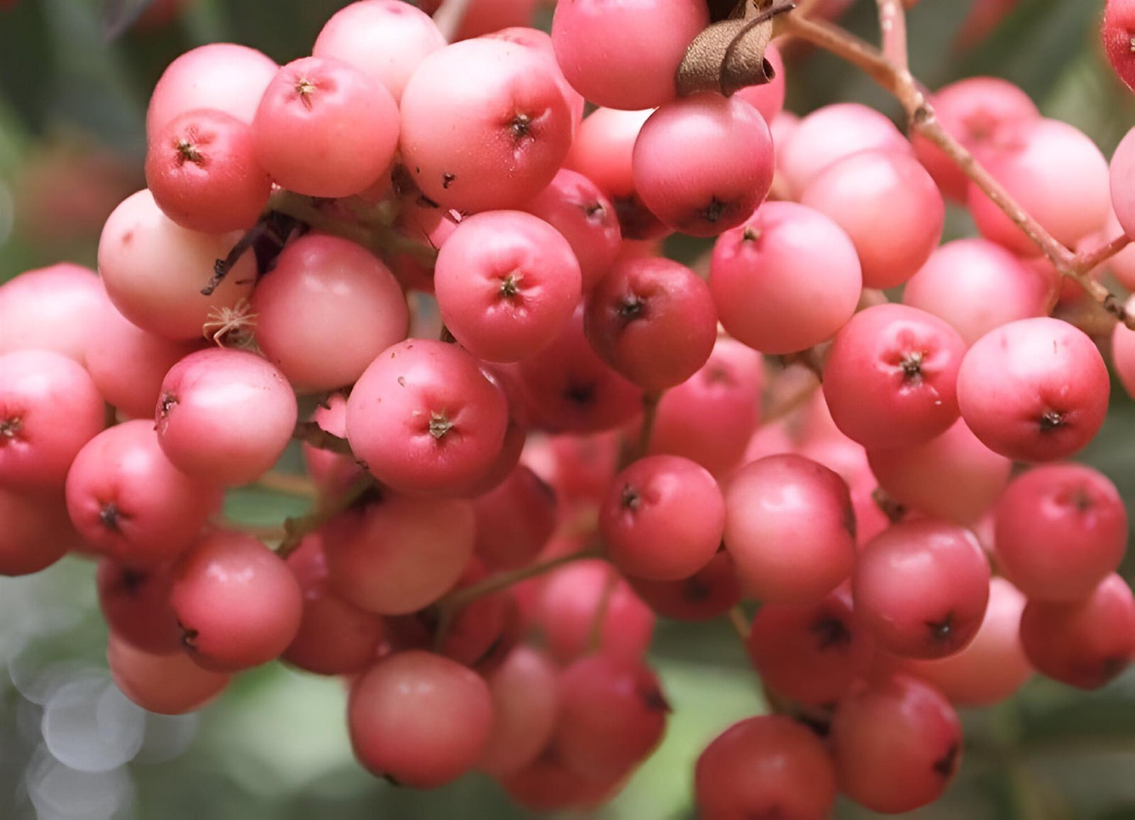 Sorbus Vilmorinii Mountain Ash Tree 6ft Tall Supplied In A 12 Litre Pot