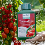 Indigo Cherry Drops Bush Tomato 9cm Plants | Set of 6