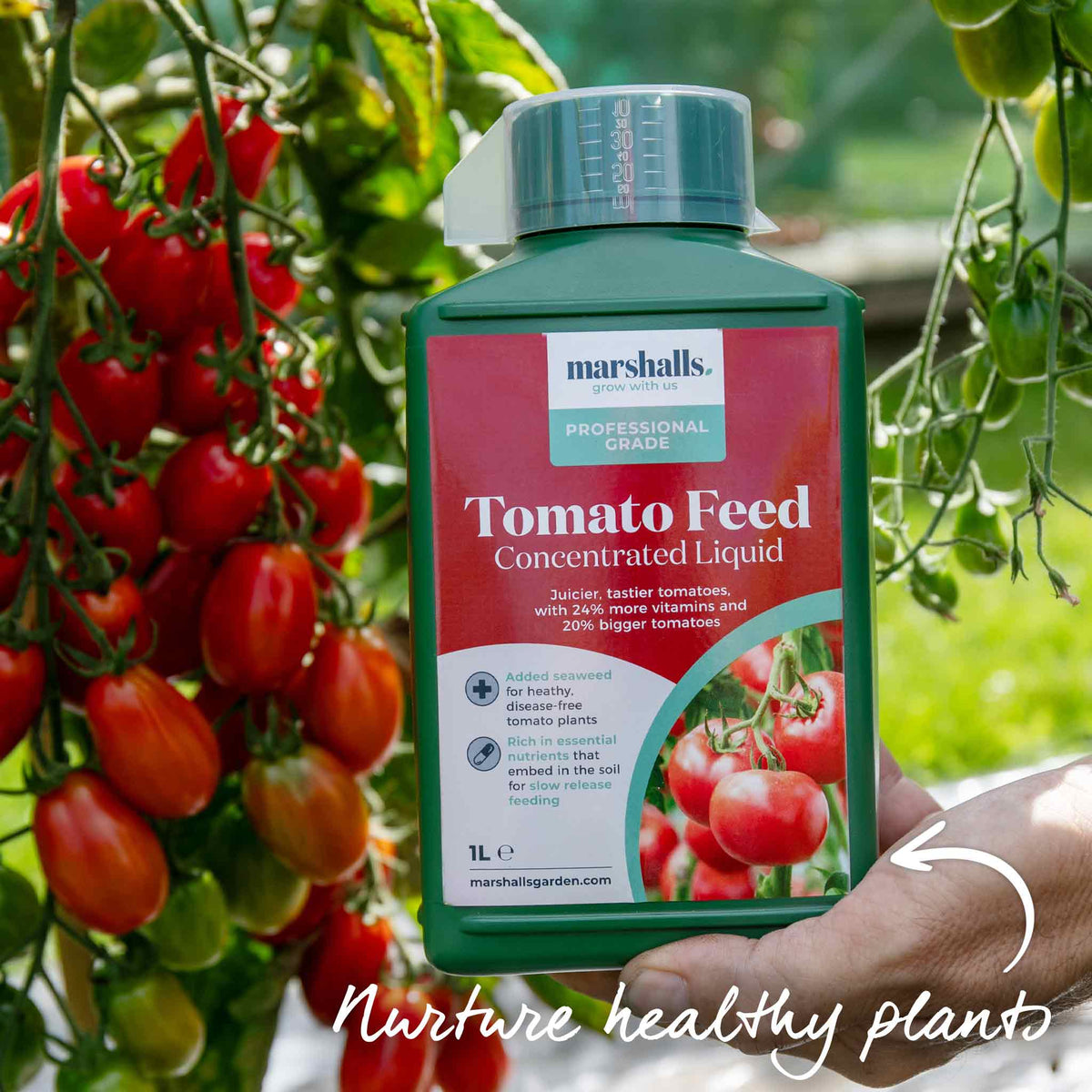 Indigo Cherry Drops Bush Tomato 9cm Plants | Set of 6