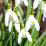 Common Snowdrop (galanthus Nivalis) In The Green | 25 x Bulbs | Multi