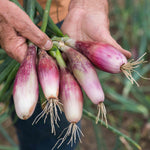 Shallot Roderique, Multi-sown Module With Pro Grower Plugs | Set of 40