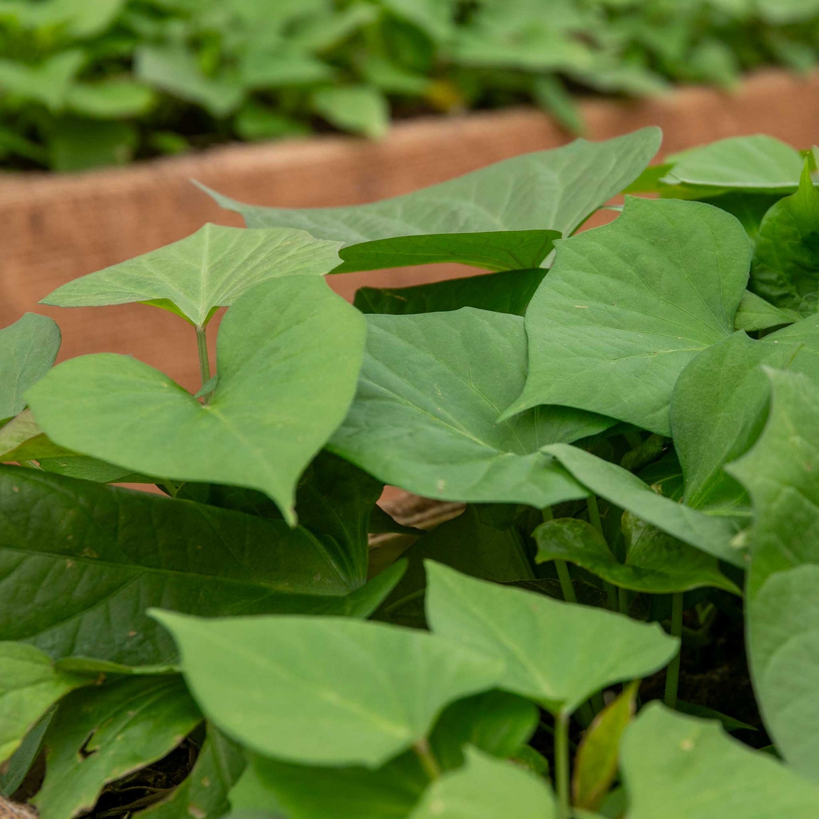 Sweet Potato 'orleans Orange'Plug Plants | Set-of-5