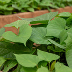 Beauregard Sweet Potato Rooted Slips | Set of 5
