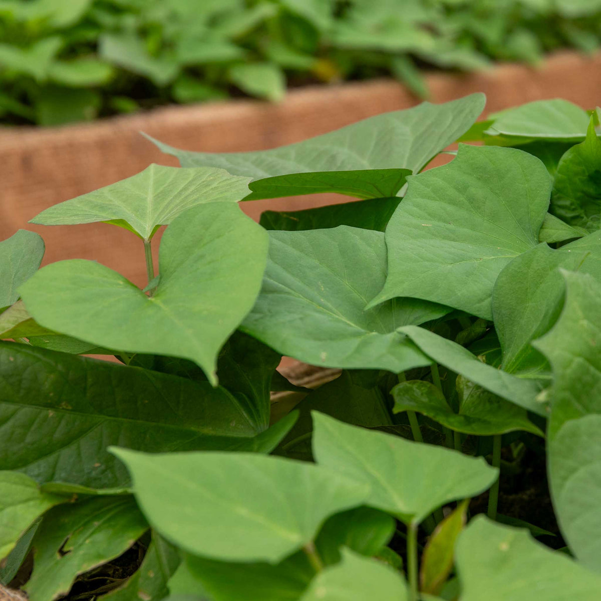 Sweet Potato 'beauregard' Plug Plants | Set of 5