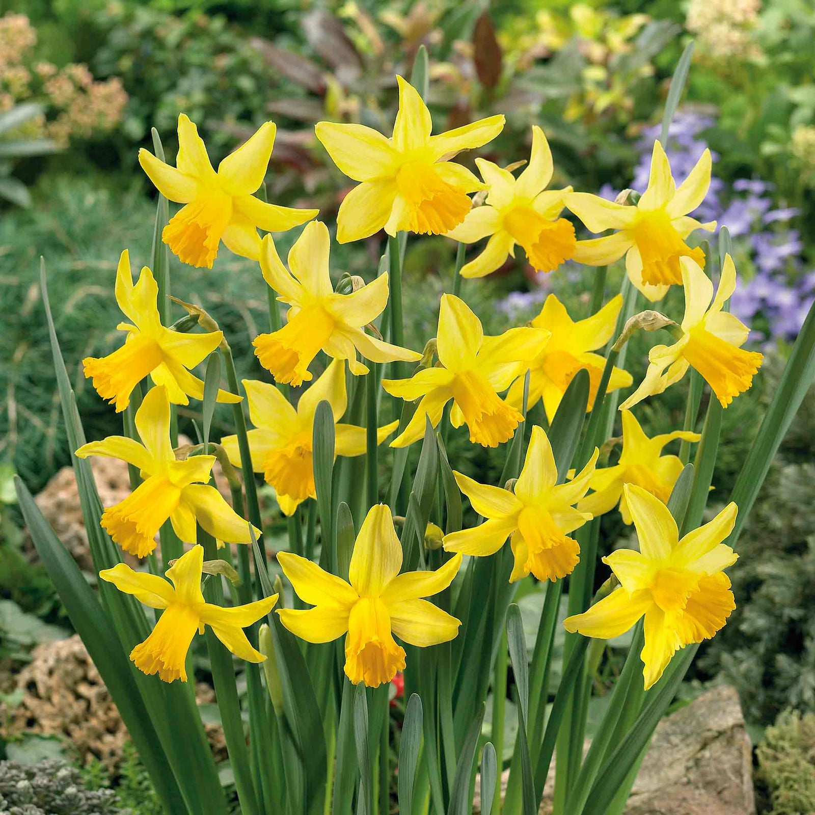 Daffodil 'february Gold' | 10 x Bulbs | Yellow