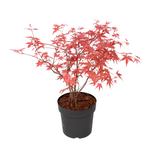 Japanese Maple - Acer Palmatum 'Beni Maiko' - Height 60-70cm - ⌀19cm | Set-of-1 | Red
